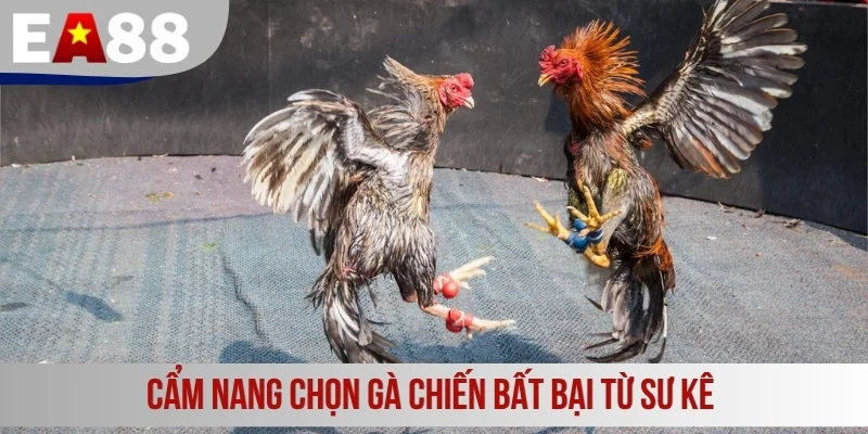 Cẩm nang chọn gà chiến bất bại từ sư kê