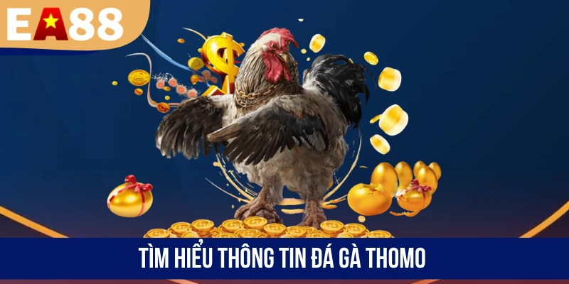Tìm hiểu thông tin đá gà Thomo